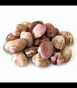 Cargar imagen en el visor de la galería, Almeja roja (Almeja rubia)