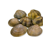 Cargar imagen en el visor de la galería, Almeja japónica