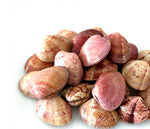 Cargar imagen en el visor de la galería, Almeja roja (Almeja rubia)