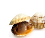 Cargar imagen en el visor de la galería, Berberecho (Croque o escopinya)