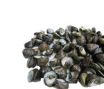 Cargar imagen en el visor de la galería, Bígaros o caramuxos