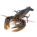 Cargar imagen en el visor de la galería, Bovagante azul (Lubrigante)