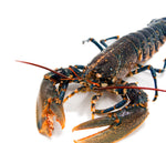 Cargar imagen en el visor de la galería, Bovagante azul (Lubrigante)