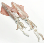 Cargar imagen en el visor de la galería, Calamar de potera