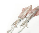 Cargar imagen en el visor de la galería, Calamar de potera