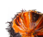 Cargar imagen en el visor de la galería, Erizo de mar