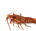 Cargar imagen en el visor de la galería, Langosta roja