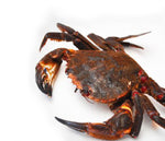 Cargar imagen en el visor de la galería, Nécora gallega