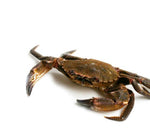 Cargar imagen en el visor de la galería, Nécora atlántica