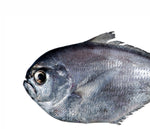 Cargar imagen en el visor de la galería, Palometa