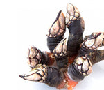 Cargar imagen en el visor de la galería, Percebe