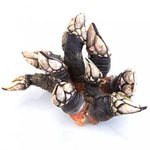 Cargar imagen en el visor de la galería, Percebe