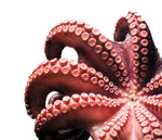 Cargar imagen en el visor de la galería, Pulpo