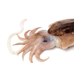 Cargar imagen en el visor de la galería, Sepia de la Ría (Choco)