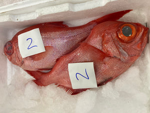 Palometa roja o virrey